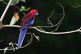 Crimson Rosella